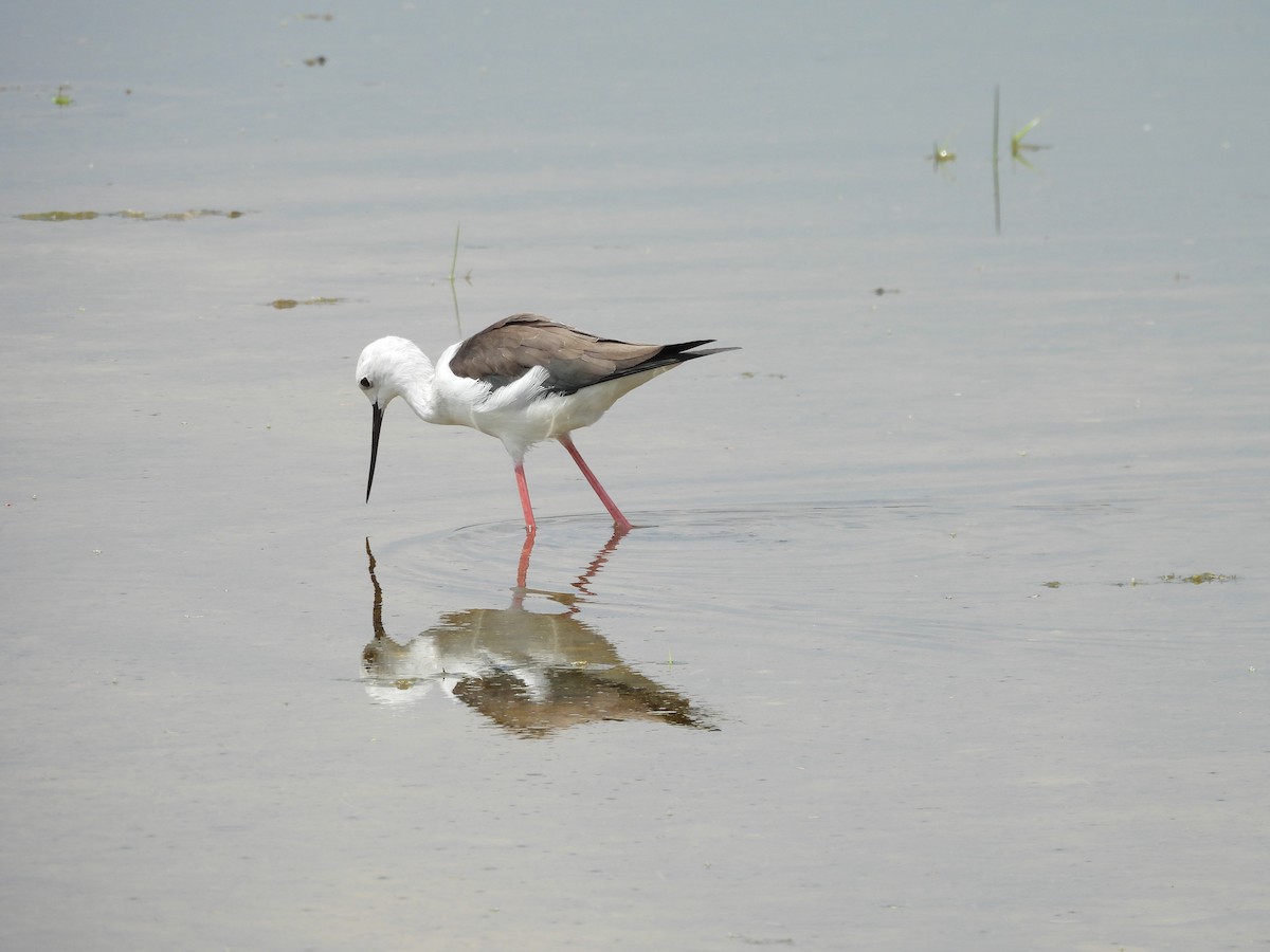 Black-winged Stilt - ML641904163