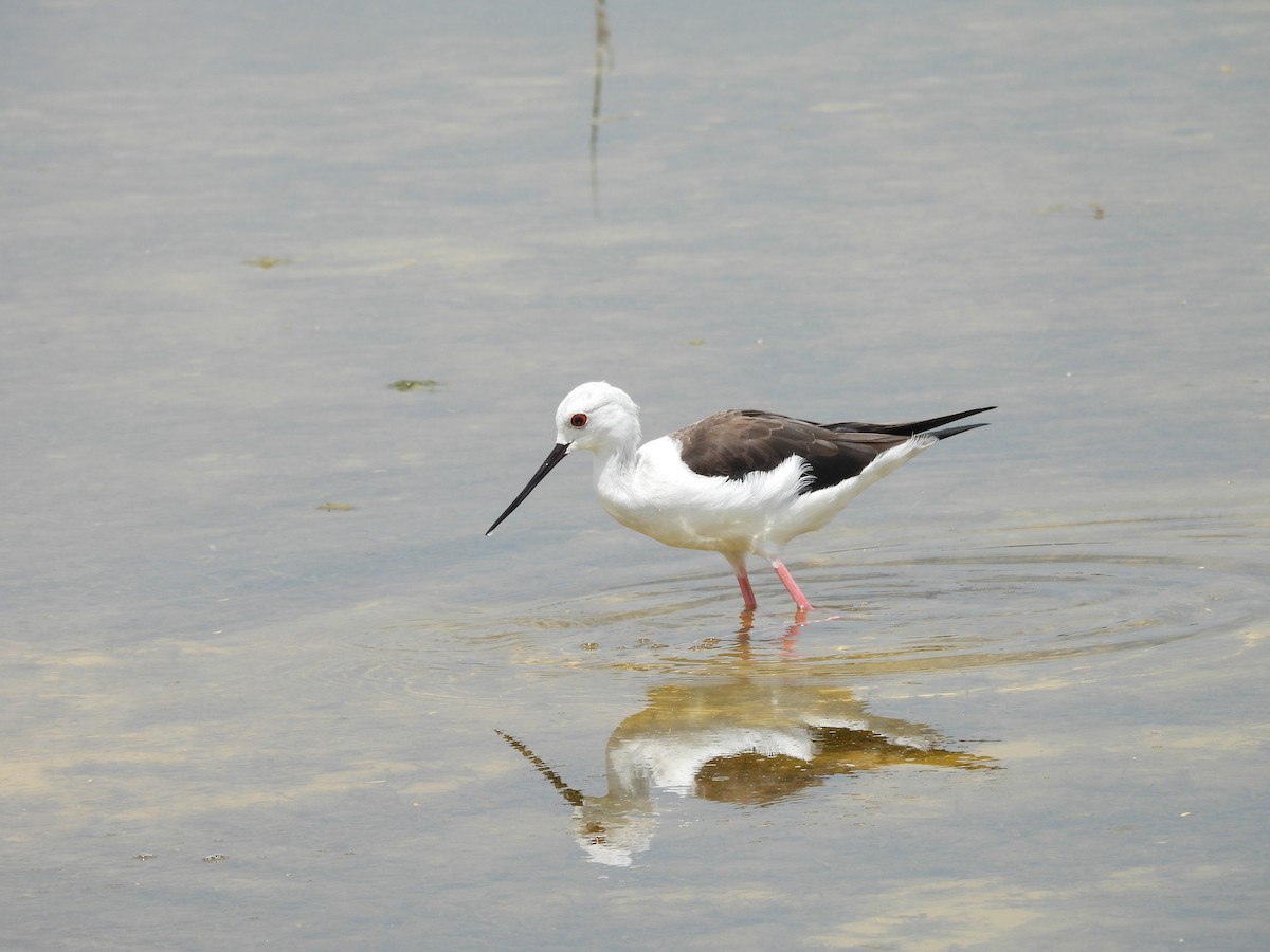 Black-winged Stilt - ML641904164