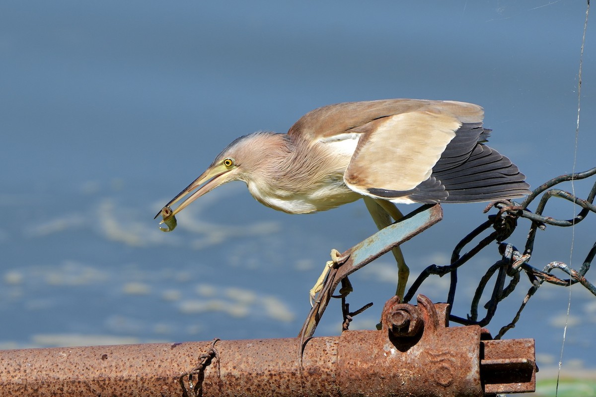Yellow Bittern - ML641904180