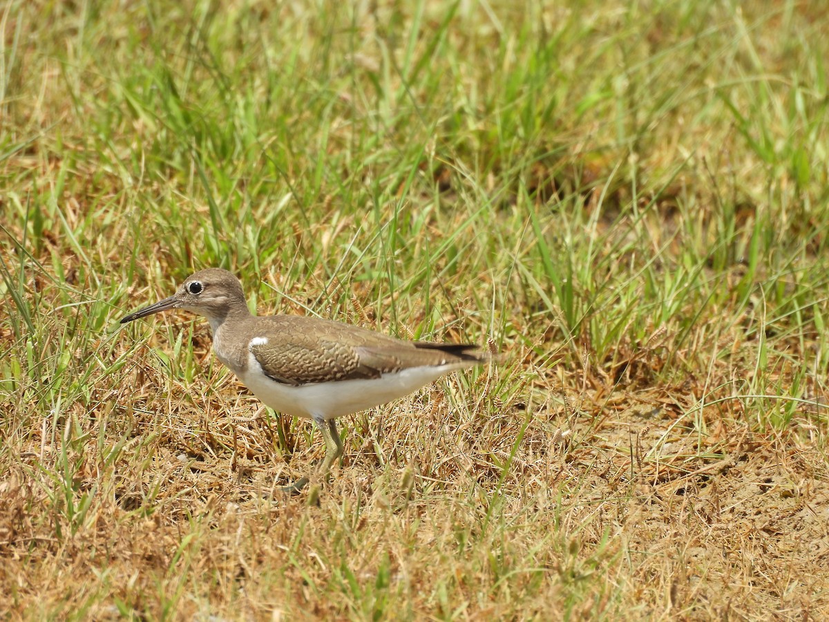 Common Sandpiper - ML641904181