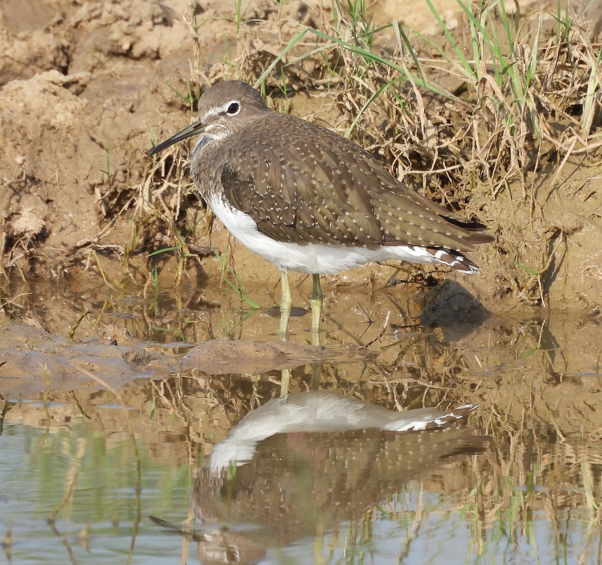 Green Sandpiper - ML641904183