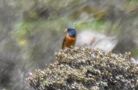 Blue-fronted Redstart - ML641904184
