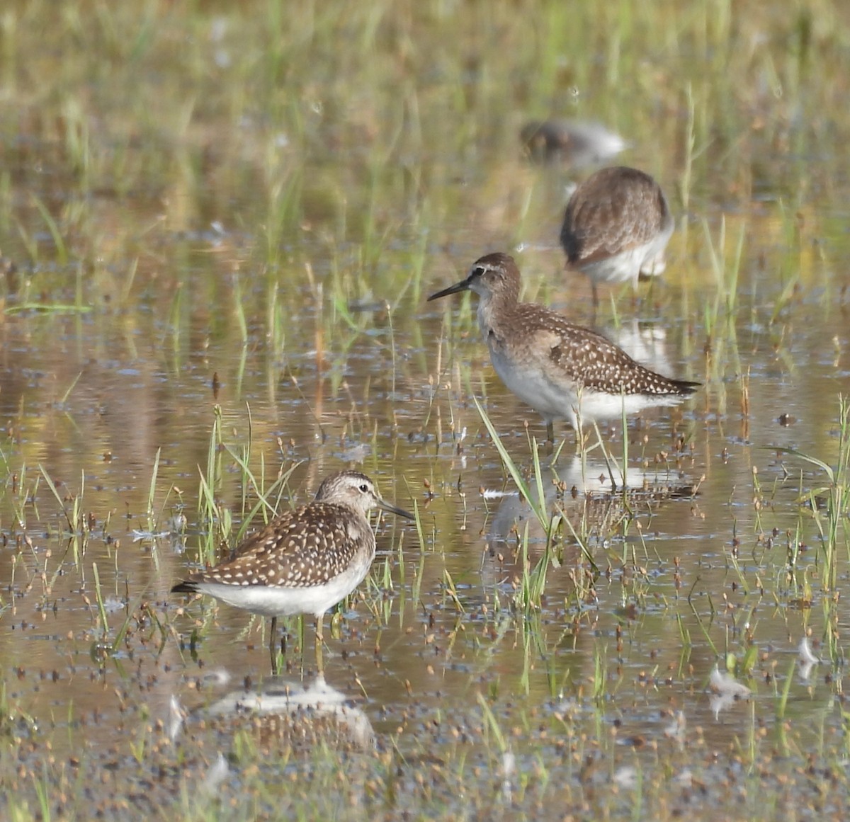 Wood Sandpiper - ML641904185