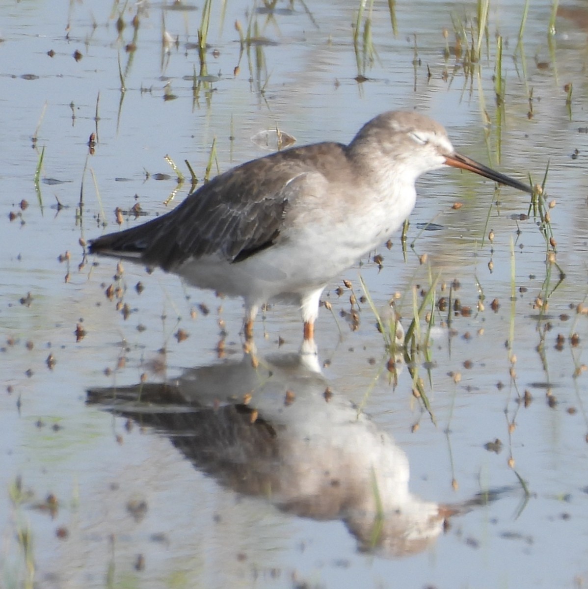 Common Redshank - ML641904187