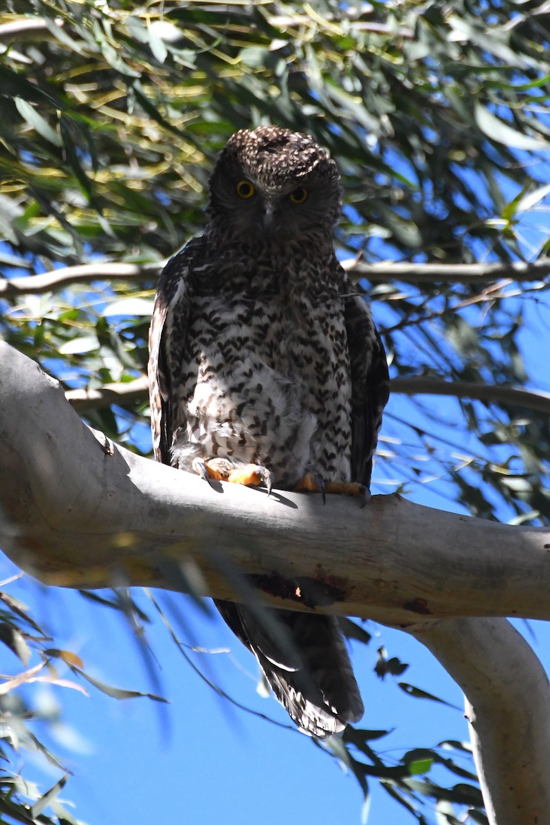 Powerful Owl - ML641904189