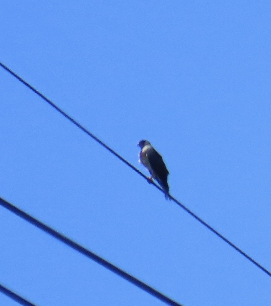 Chinese Sparrowhawk - ML641904191