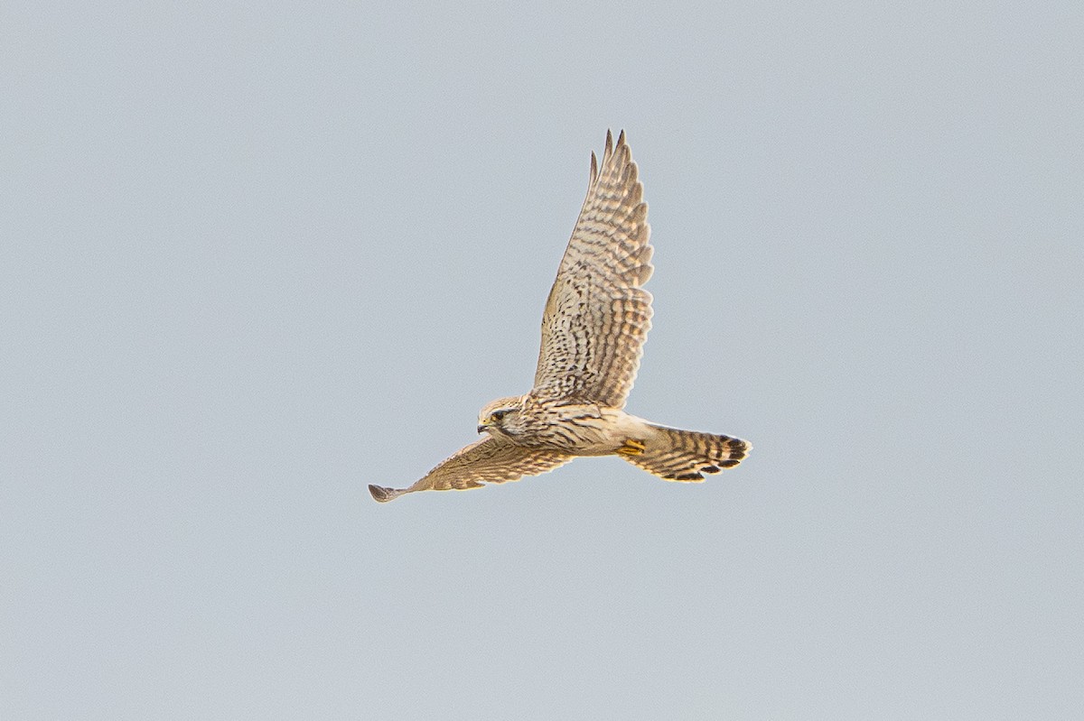 Eurasian Kestrel - ML641904192