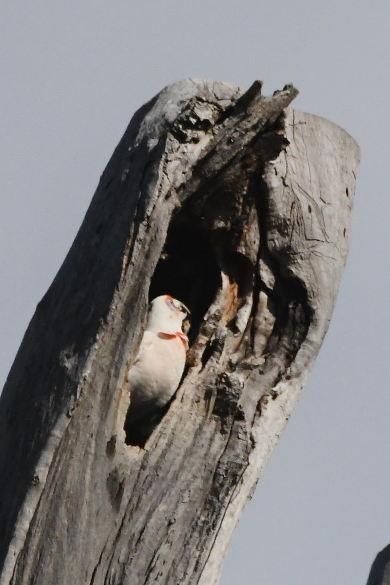 Long-billed Corella - ML641904193