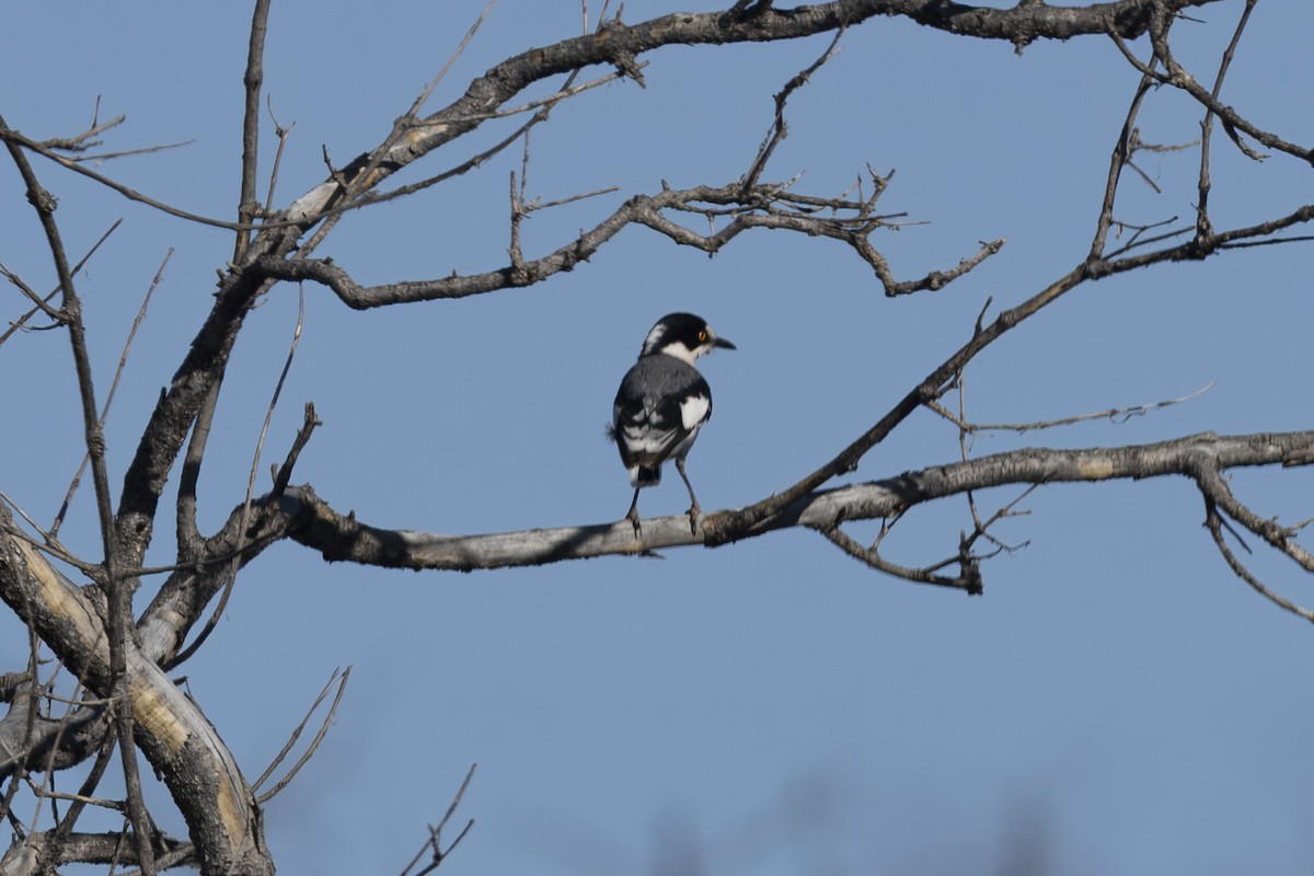 White-tailed Shrike - ML641904194