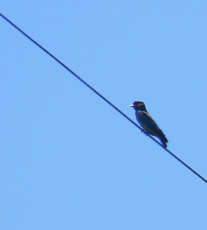 Dollarbird - ML641904195