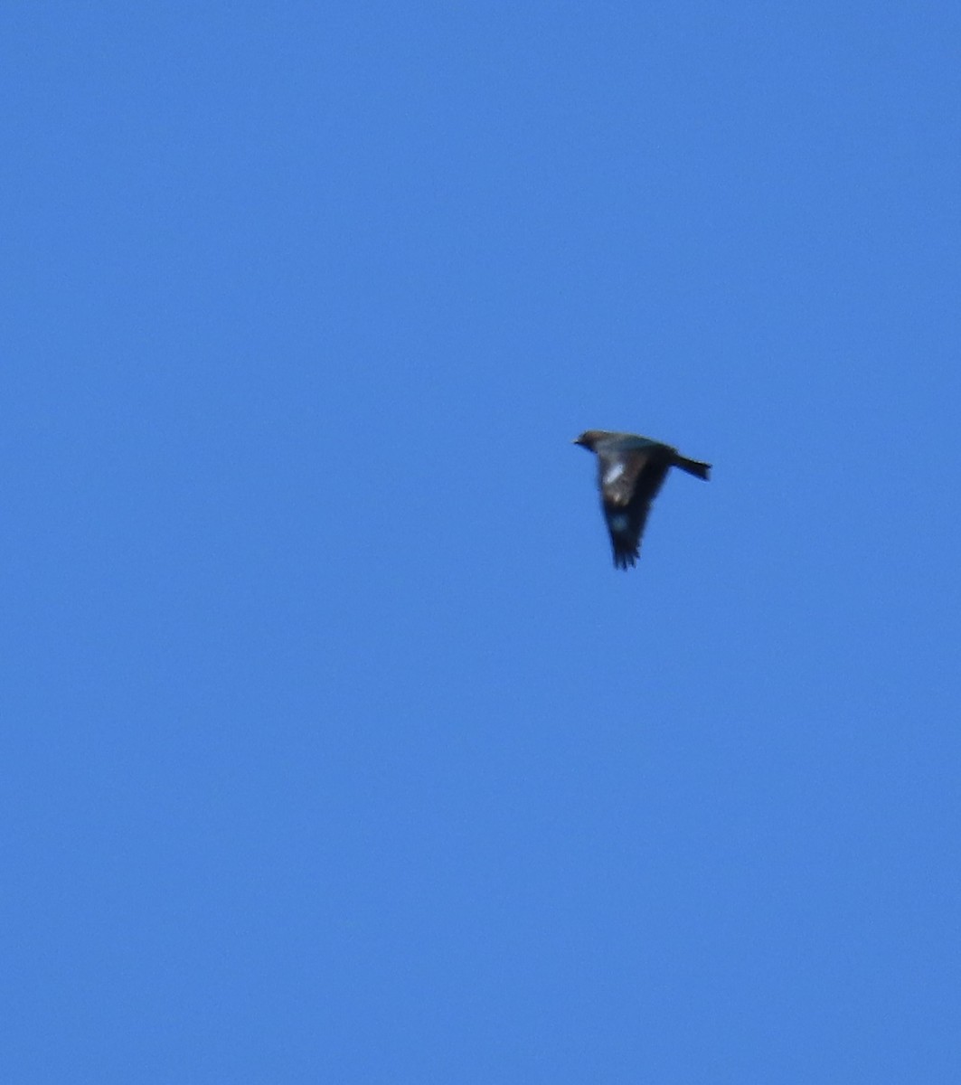 Dollarbird - ML641904196