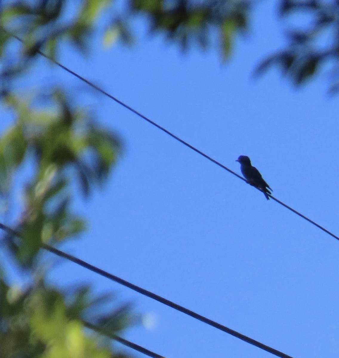 Dollarbird - ML641904197