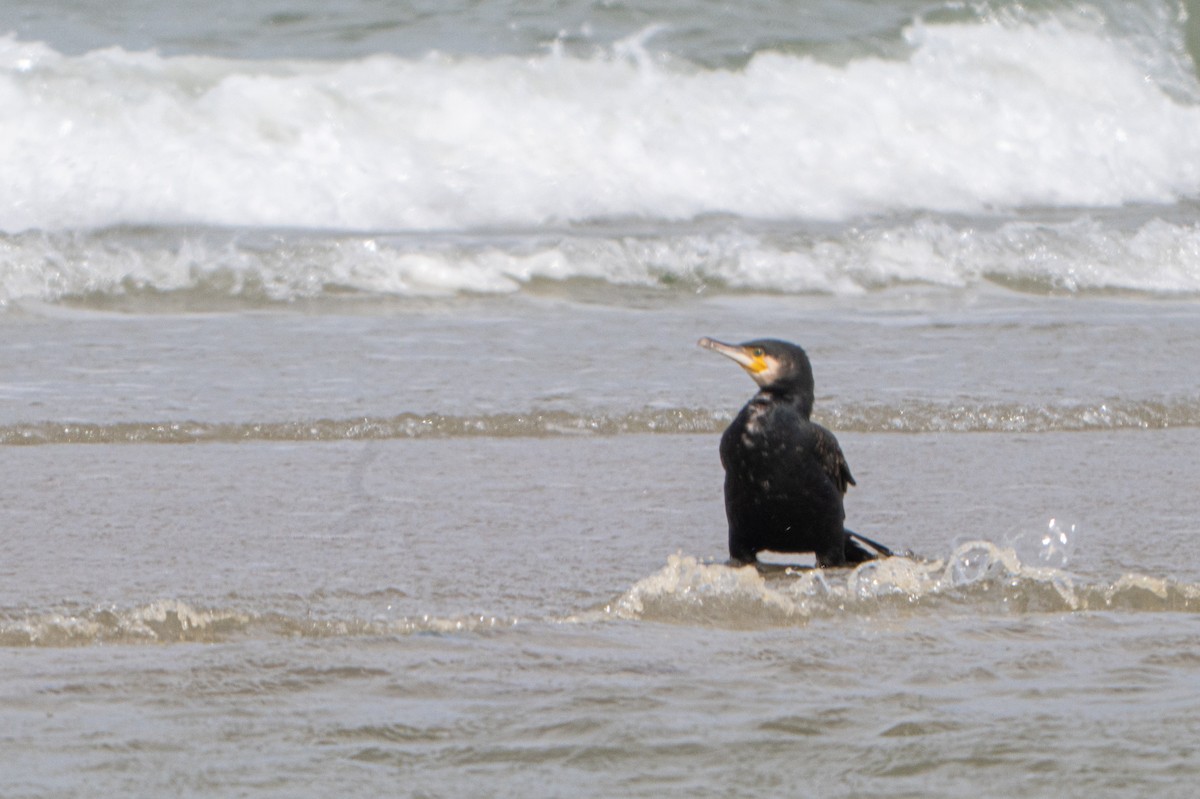 Great Cormorant - ML641904198