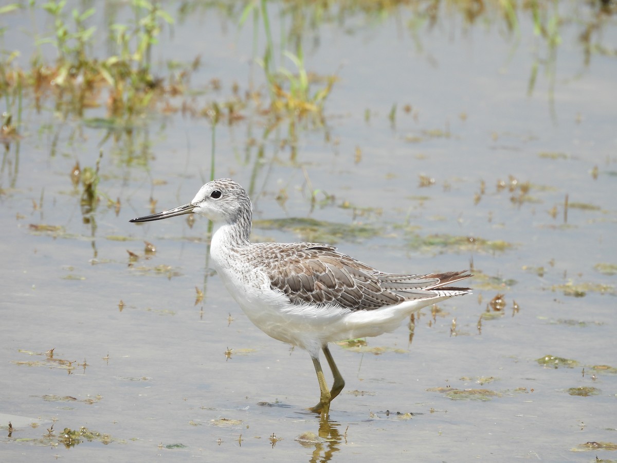 Common Greenshank - ML641904199