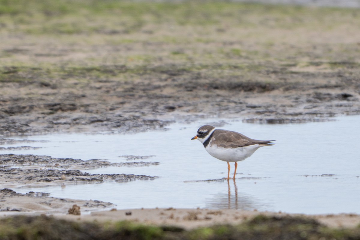 Common Ringed Plover - ML641904201