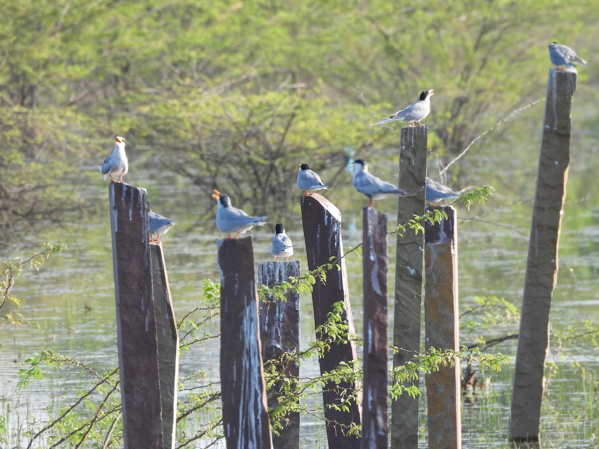 River Tern - ML641904202
