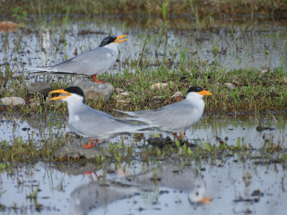 River Tern - ML641904203