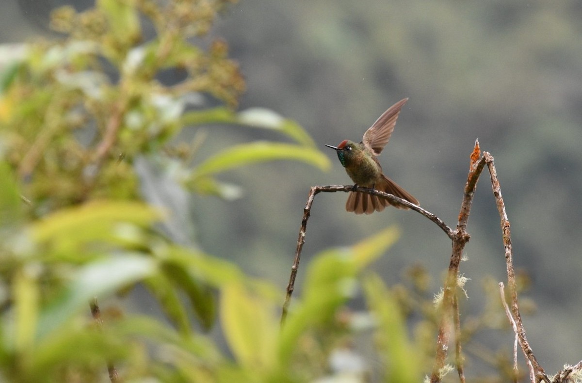 Rufous-capped Thornbill - ML641904204