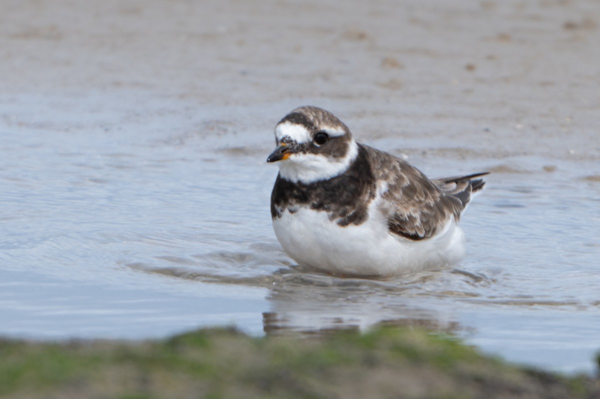 Common Ringed Plover - ML641904205