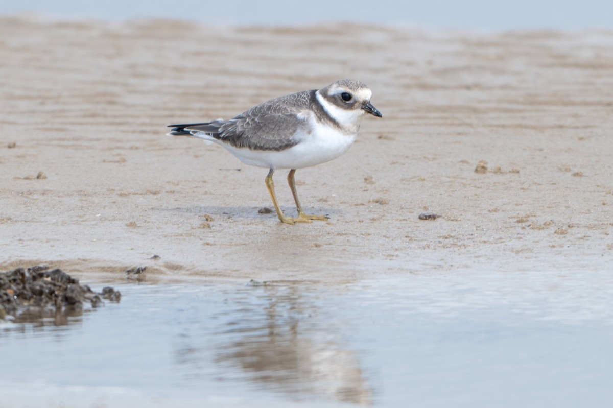 Common Ringed Plover - ML641904206