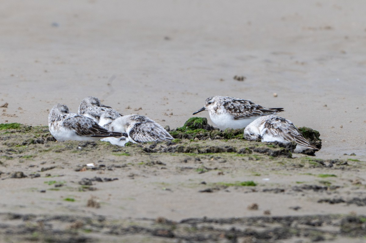 Sanderling - ML641904208