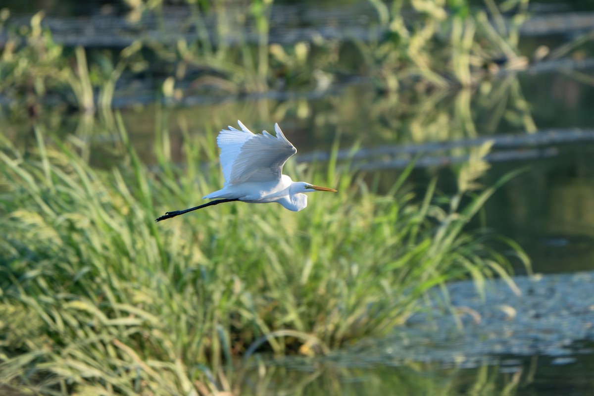 Great Egret - ML641904211