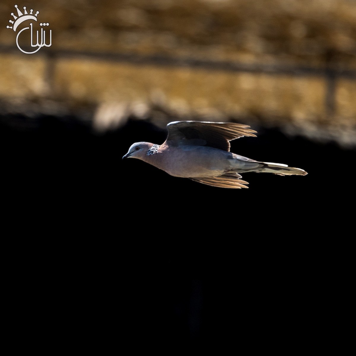 Spotted Dove - ML641904212