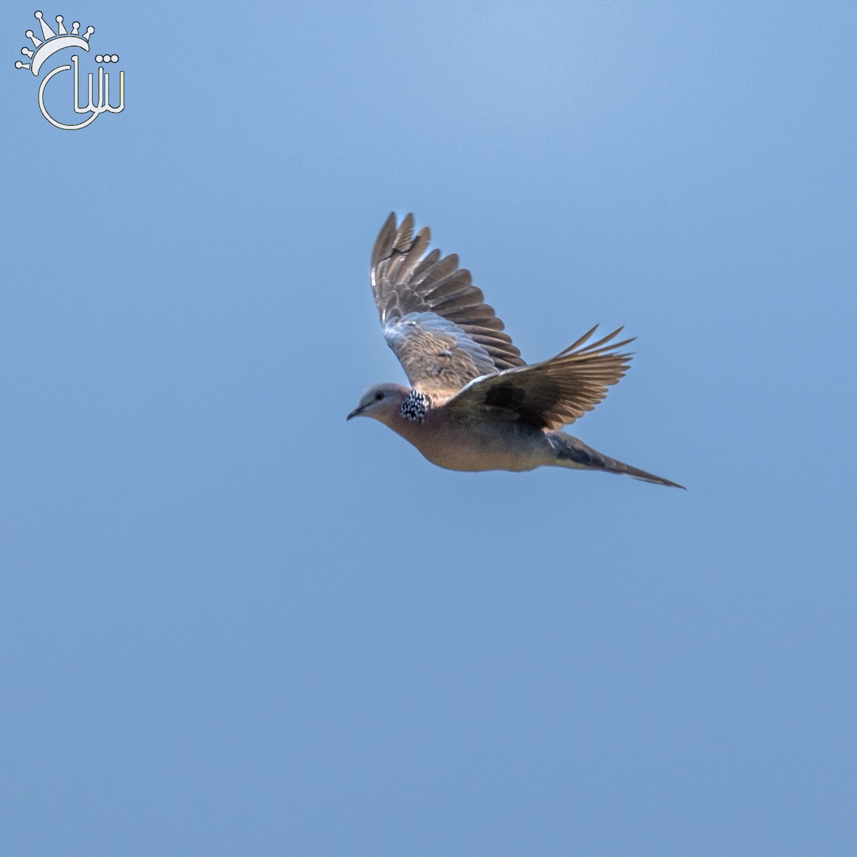 Spotted Dove - ML641904213