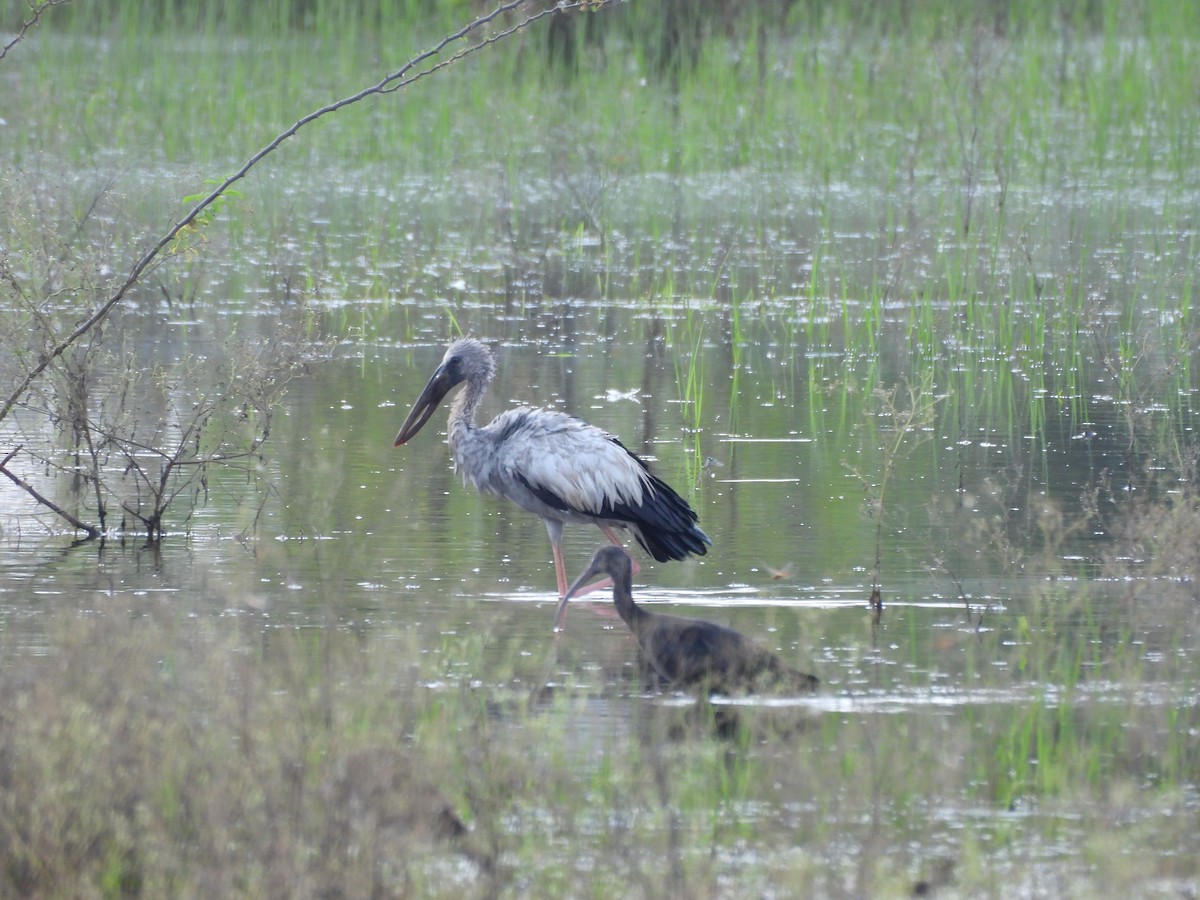 Asian Openbill - ML641904217