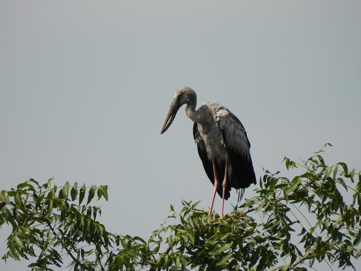 Asian Openbill - ML641904218