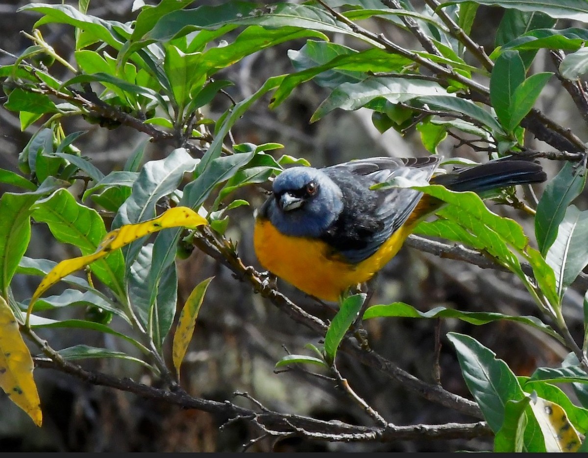 Tangara fourchu - ML641904243