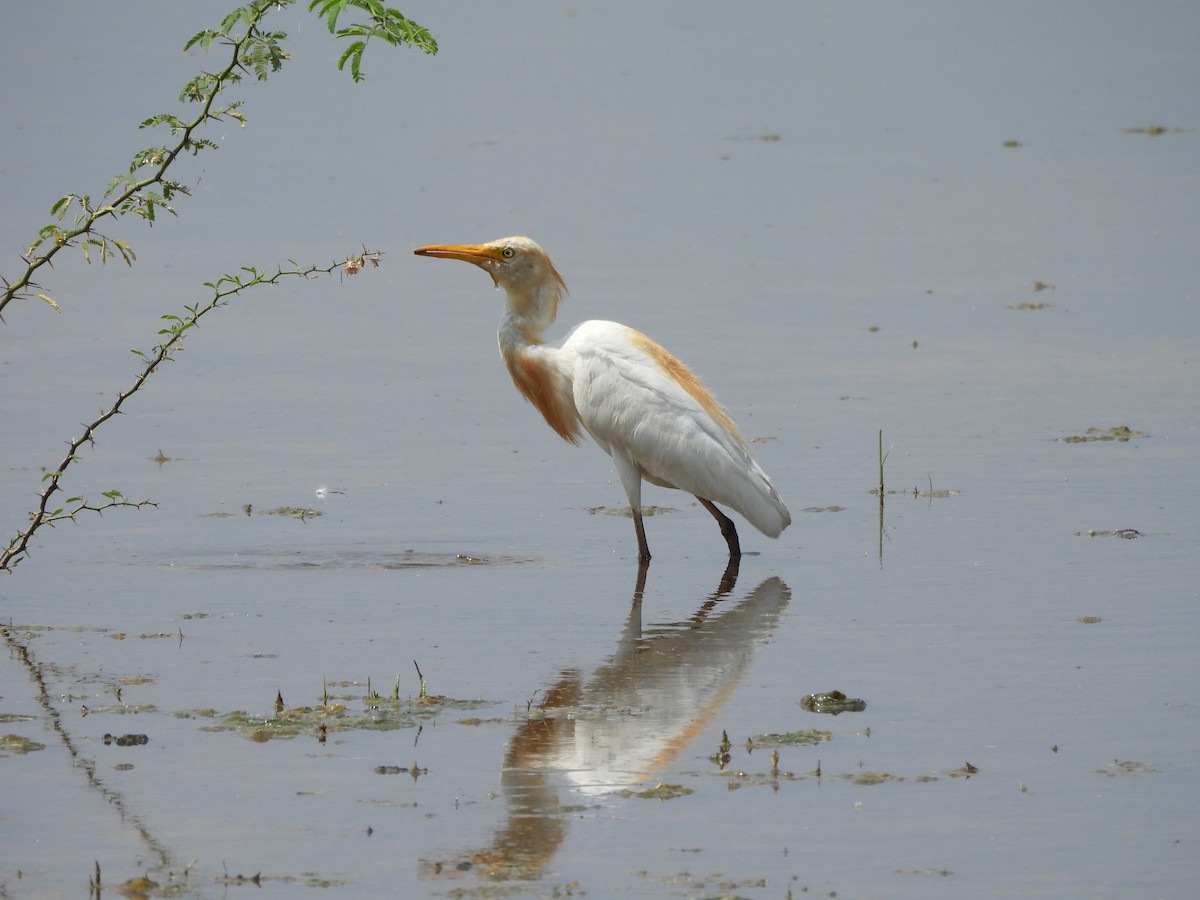 Eastern Cattle-Egret - ML641904281