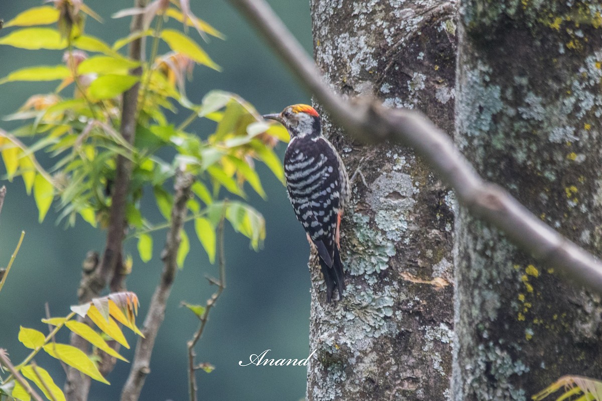 Brown-fronted Woodpecker - ML641904295