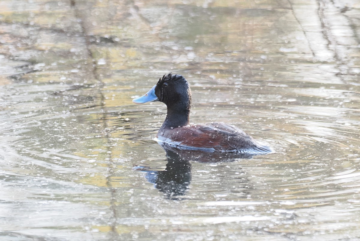 Blue-billed Duck - ML641904299