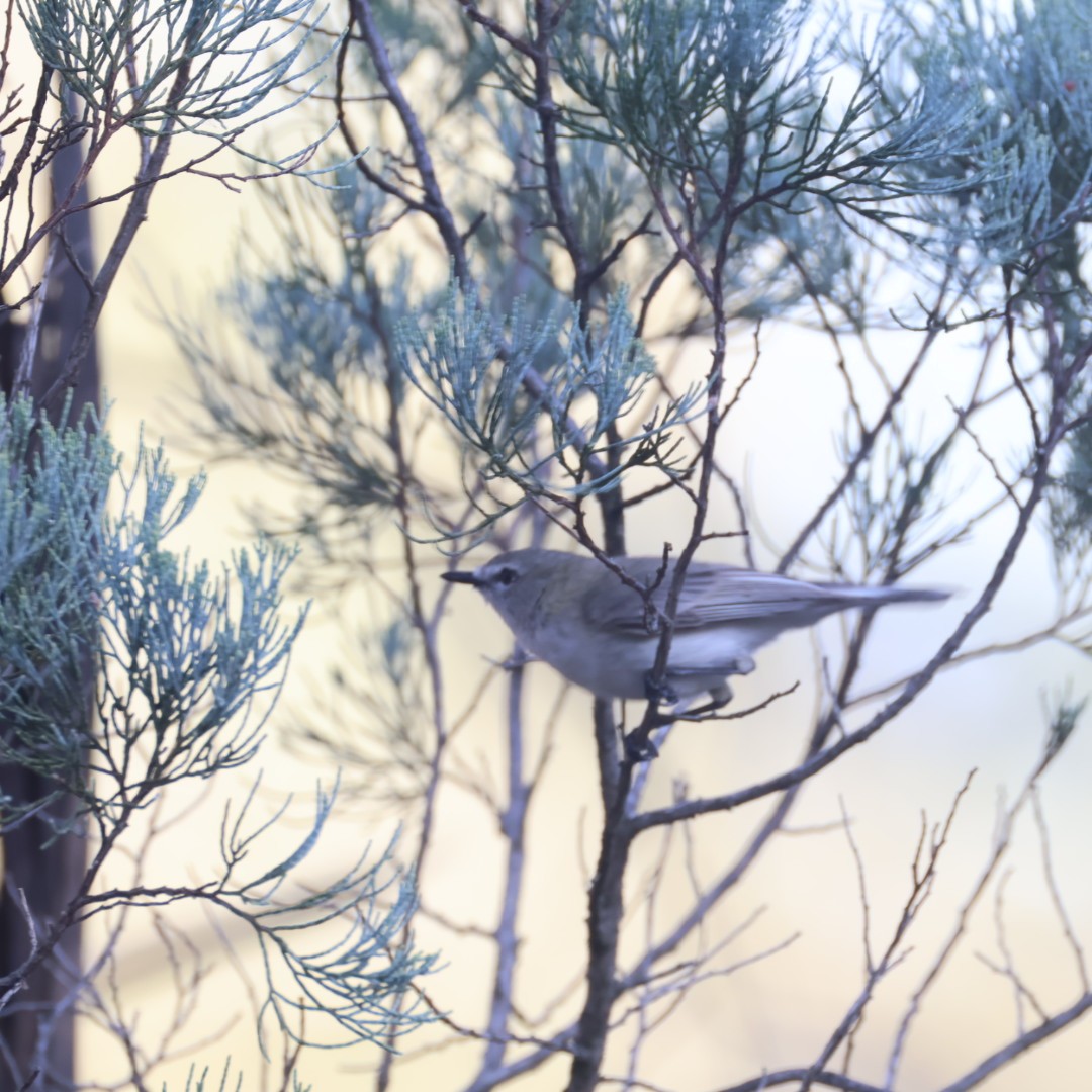 Western Gerygone - ML641904300