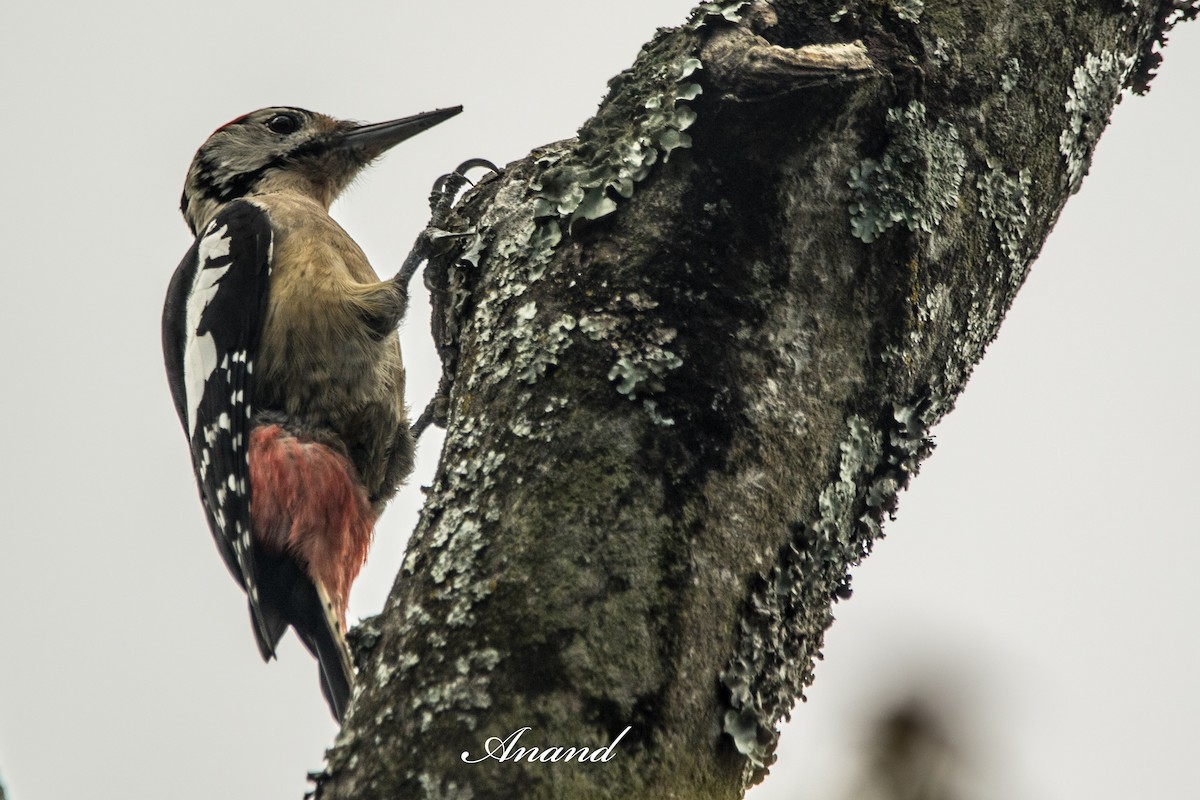 Himalayan Woodpecker - ML641904304