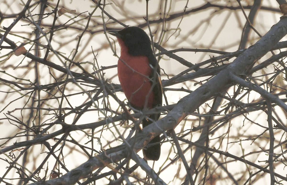 Crimson-breasted Gonolek - ML641904307