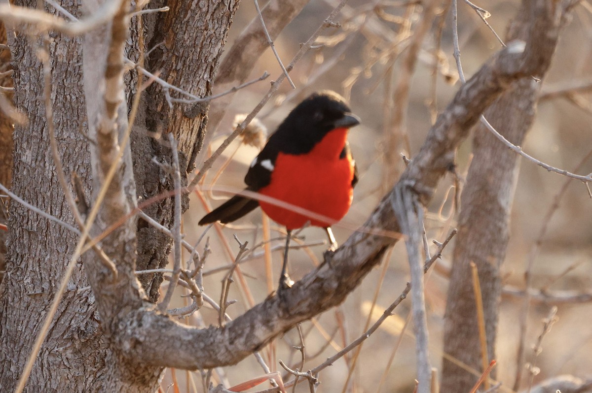 Crimson-breasted Gonolek - ML641904308
