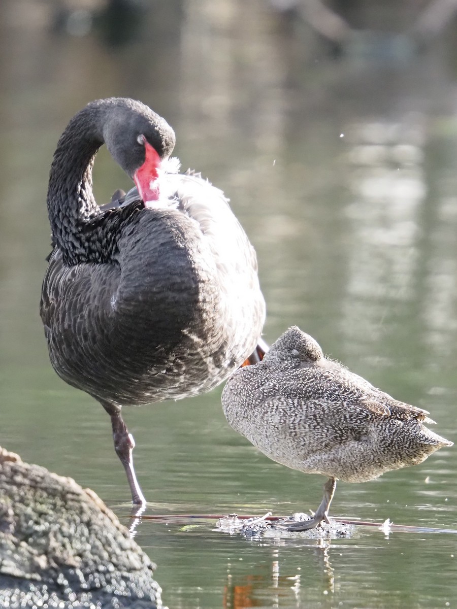 Freckled Duck - ML641904310