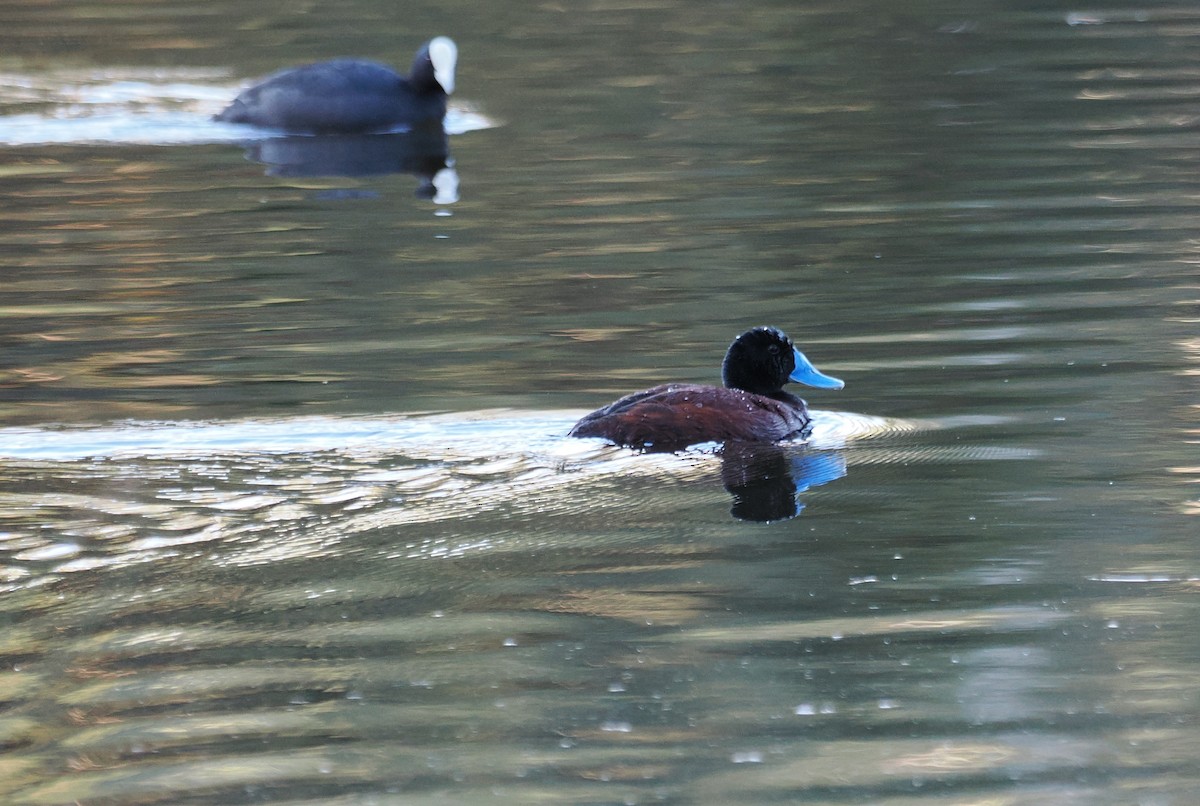 Blue-billed Duck - ML641904318