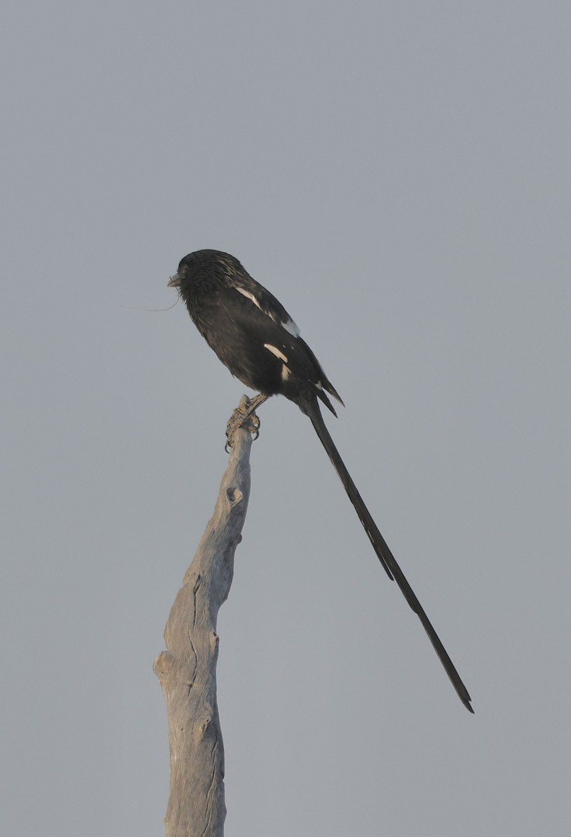 Magpie Shrike - ML641904319
