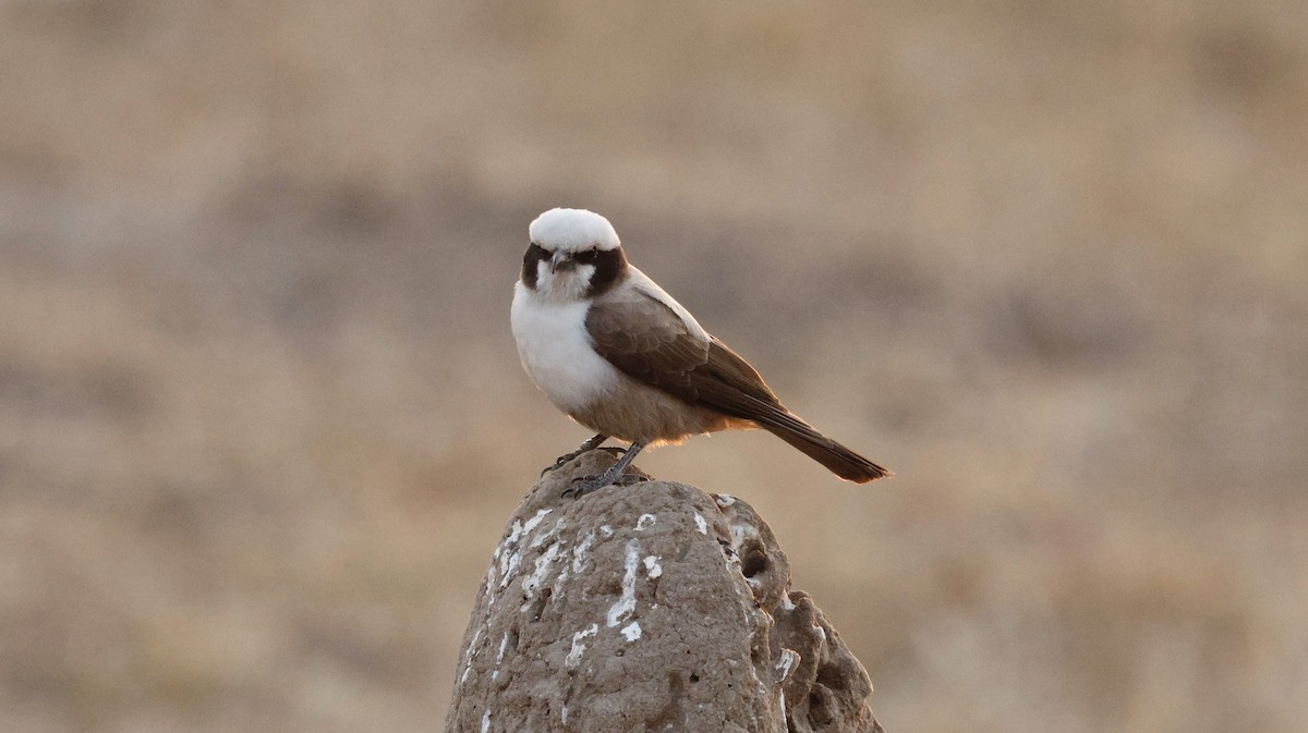White-crowned Shrike - ML641904326
