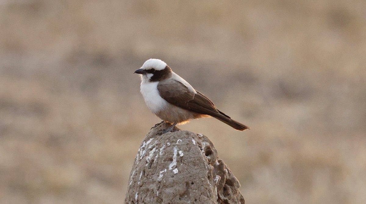 White-crowned Shrike - ML641904327