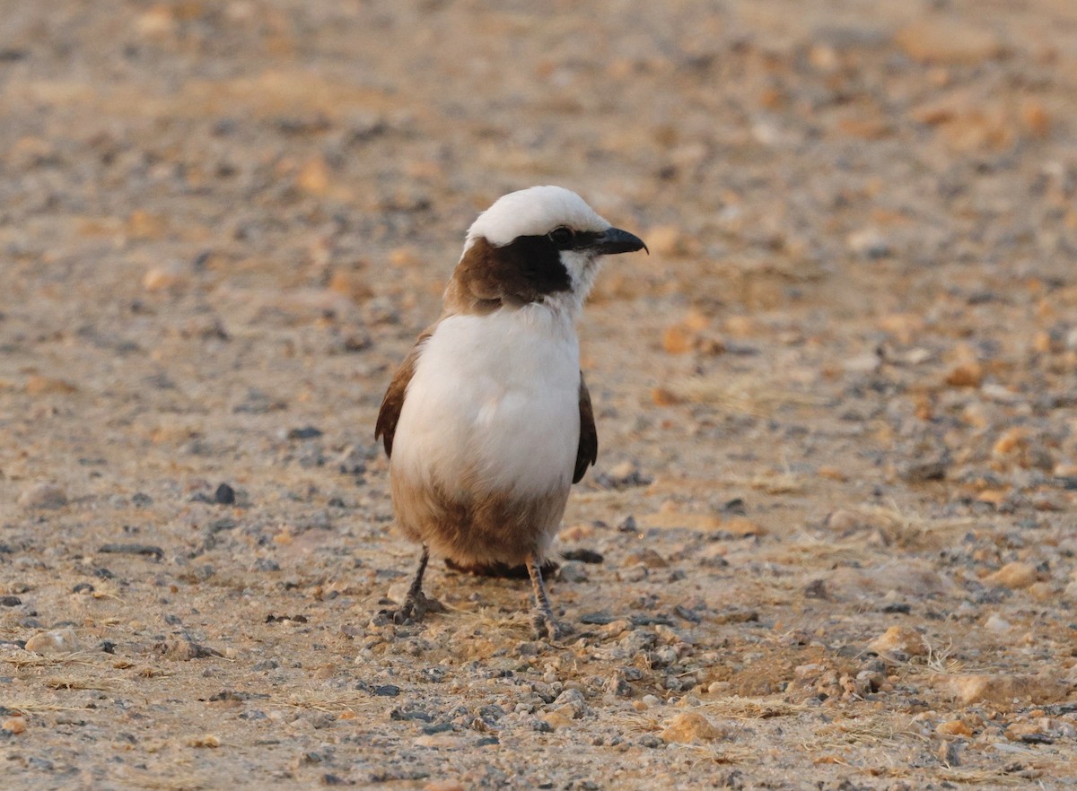 White-crowned Shrike - ML641904328