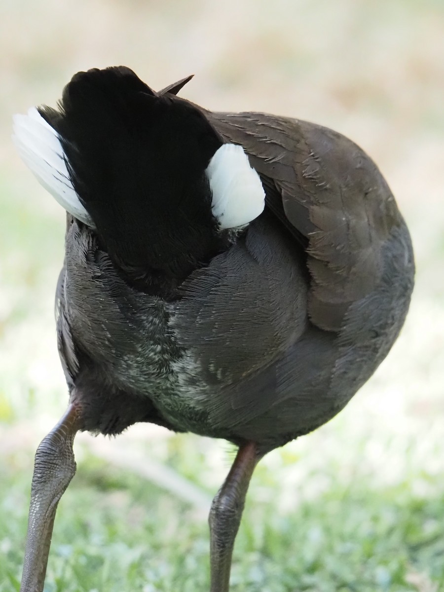 Black-tailed Nativehen - ML641904348