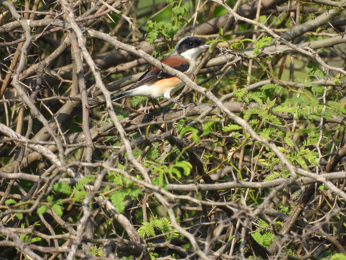 Bay-backed Shrike - ML641904368