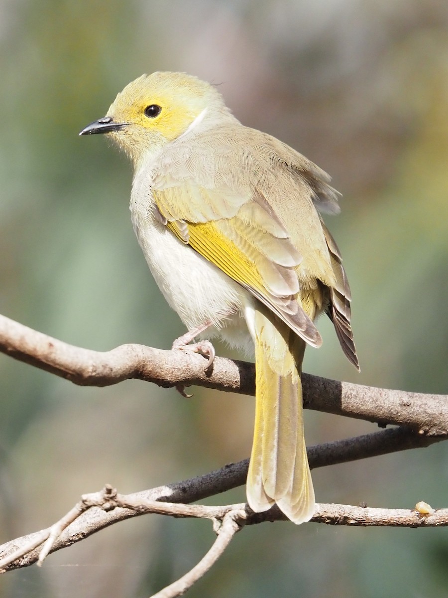 White-plumed Honeyeater - ML641904376