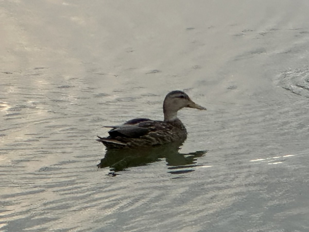 Mallard x Mexican Duck (hybrid) - ML641904379