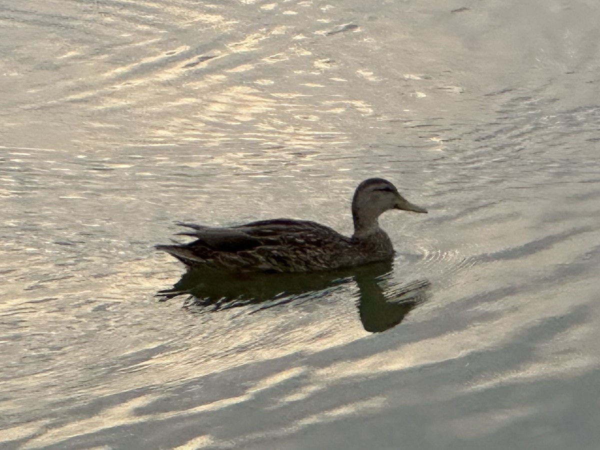 Mallard x Mexican Duck (hybrid) - ML641904380