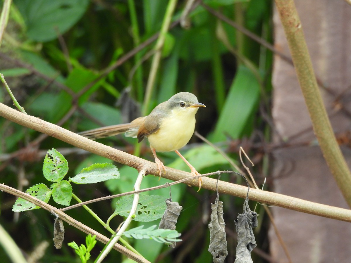 Ashy Prinia - ML641904381